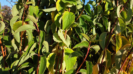 falscher jasmin; hier mit Belaubung; anspruchslos; Einsatzmöglichkeit z.B. : Solitärpflanze;;günstig mit Qualität