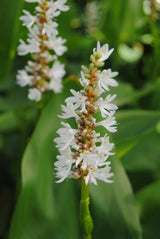 Pontederia cordata 'Alba'; hier mit Blüte; winterhart; Einsatzmöglichkeit z.B. : Teichbepflanzung;;ab 0,00 Euro