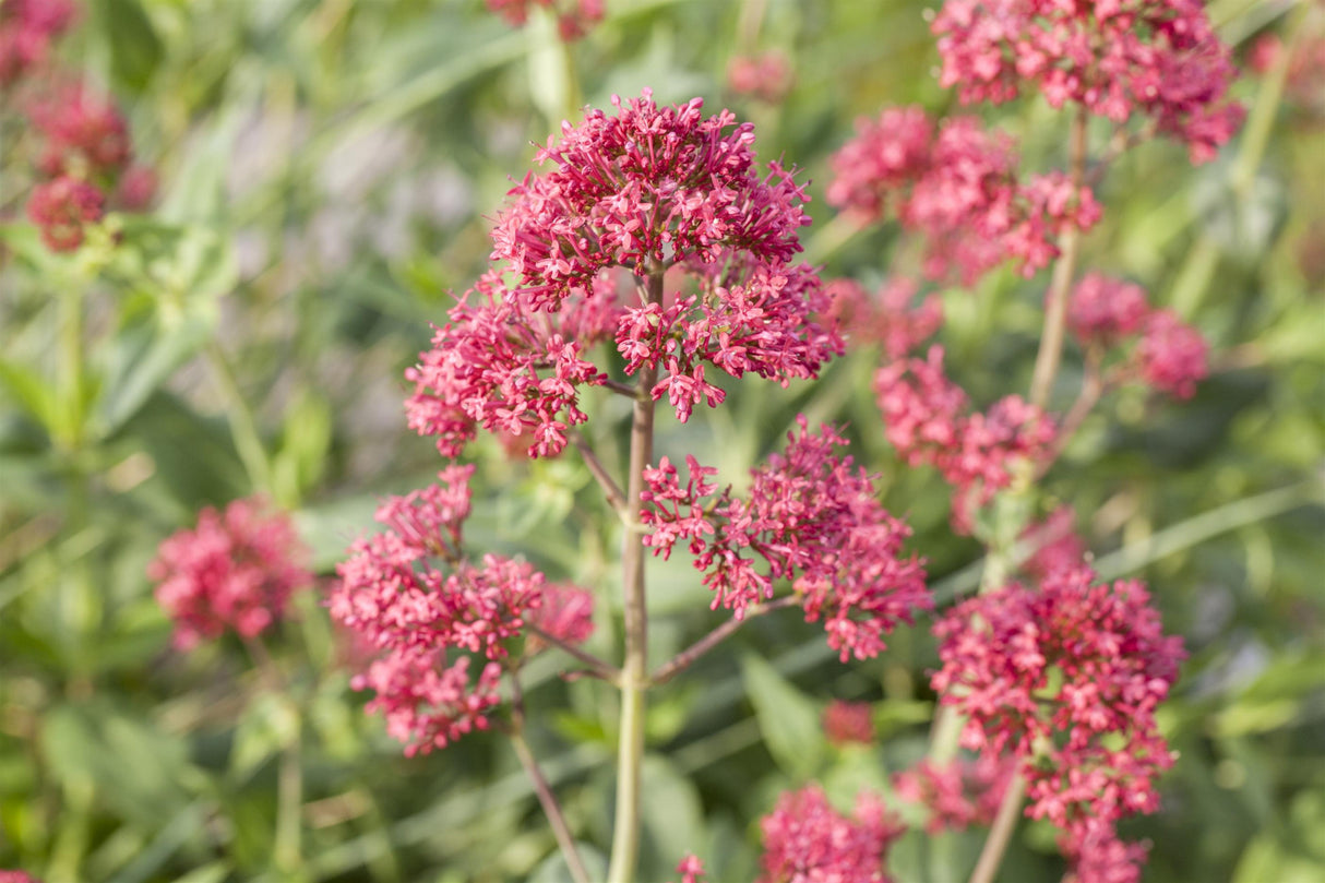 Centranthus ruber 'Coccineus' mit Blüte; Einsatz: ;;ab 4,10 Euro