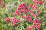 Centranthus ruber 'Coccineus' mit Blüte; Einsatz: ;;ab 4,10 Euro