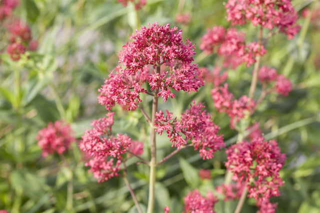 Centranthus ruber 'Coccineus' mit Blüte; Einsatz: ;;ab 4,10 Euro