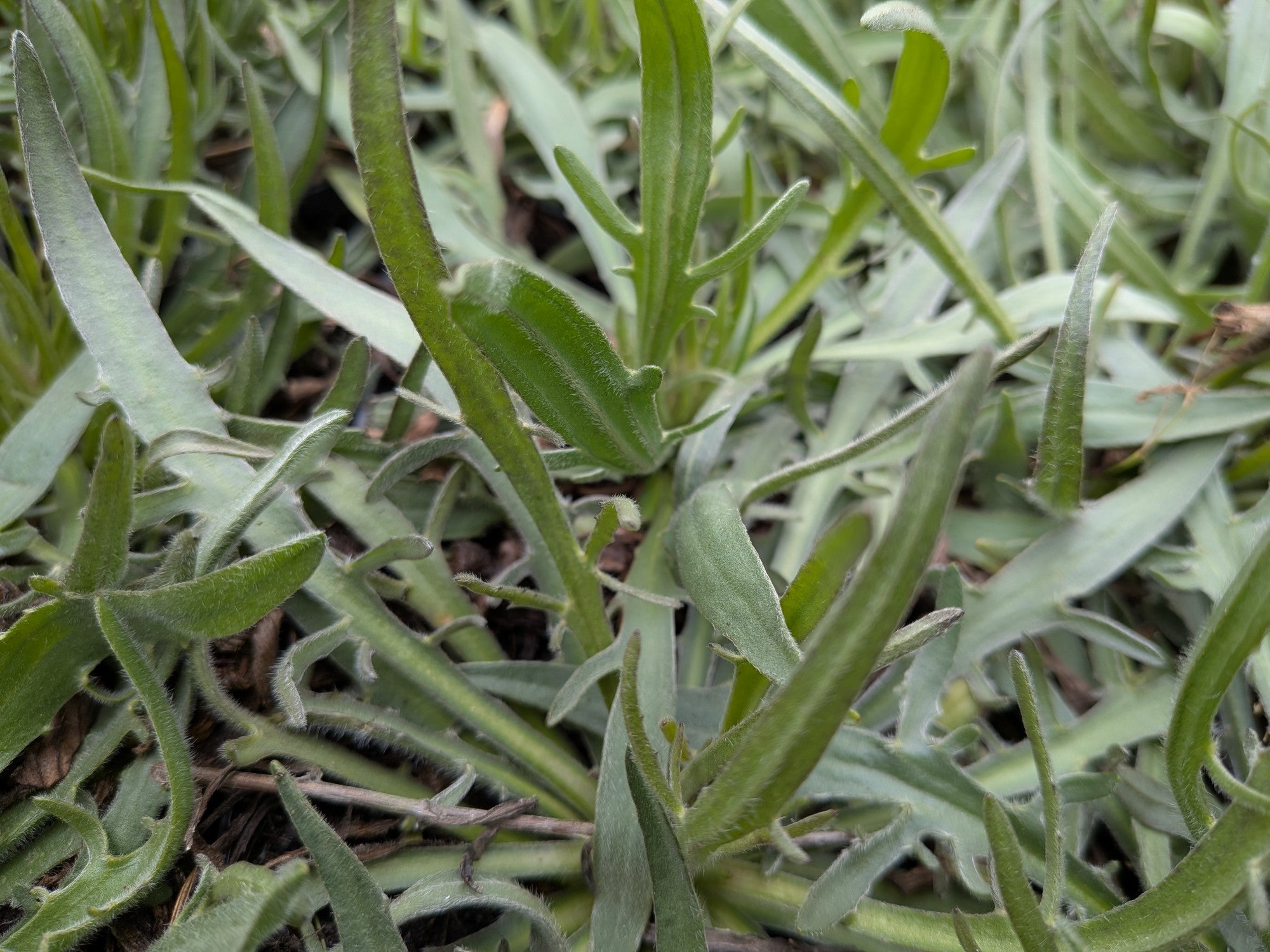 Catananche caerulea (Blaublühende Rasselblume)