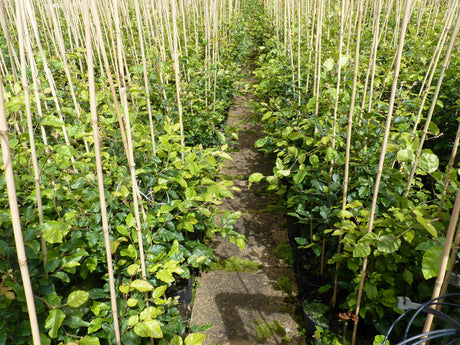 Fagus sylvatica VkG 2; hier im Topf; pflegeleicht; Einsatzmöglichkeit z.B. : Heckenpflanze; erhältlich mit Stammumfang von ab 5 bis 18-20 cm;;günstig mit Qualität