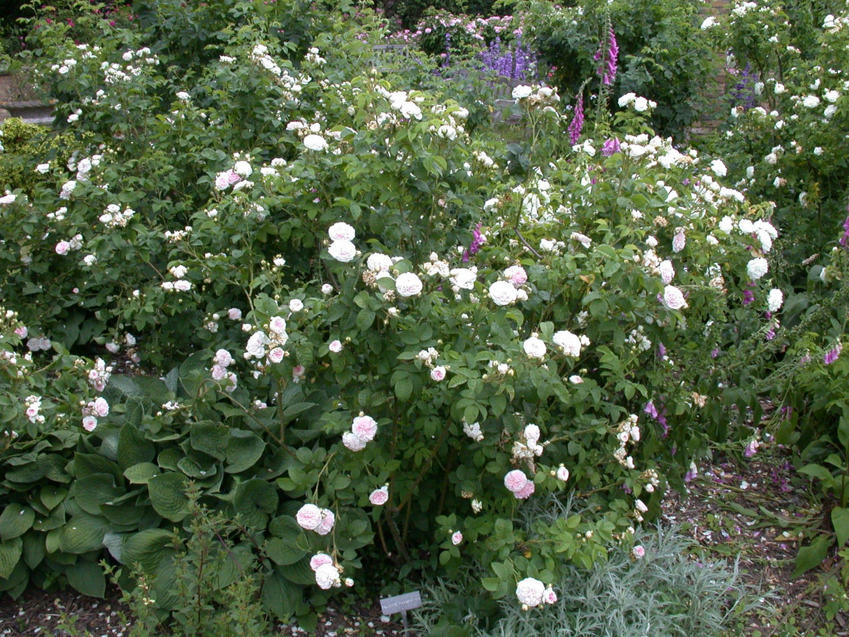 Rosa 'Felicite et Perpetue' KL mit Blüte; Einsatz: ;;ab 11,80 Euro