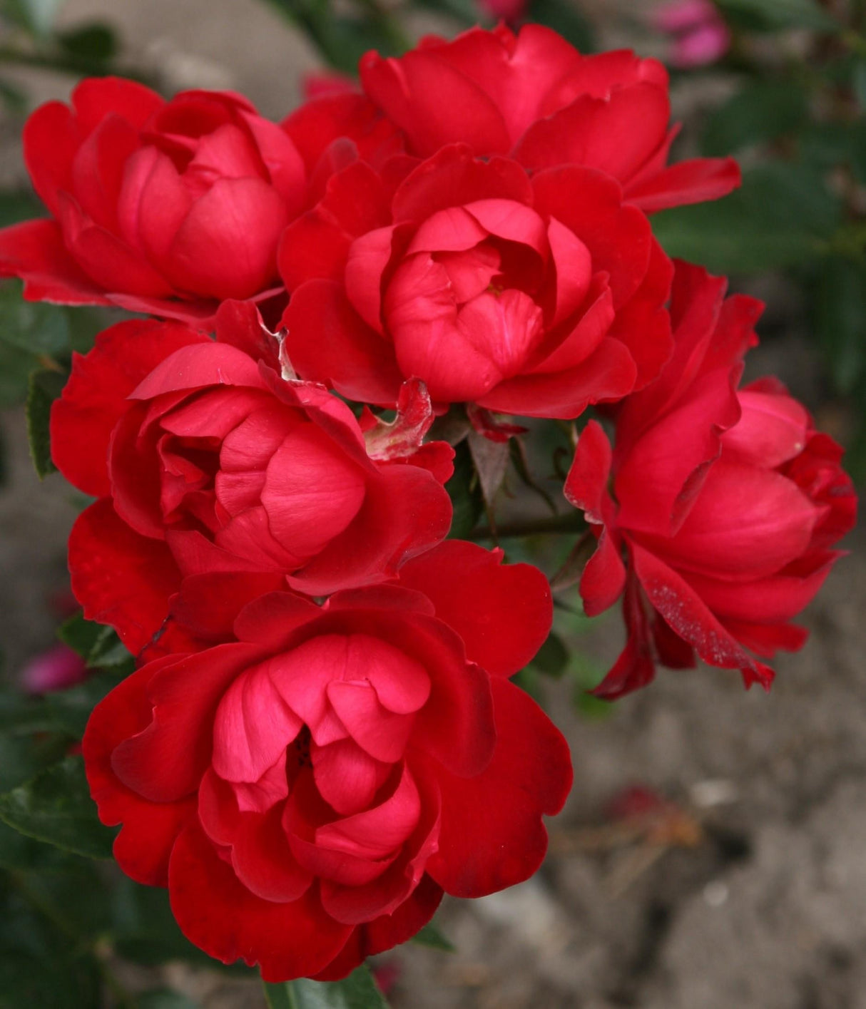 Rosa 'Milano Kordes' Rose' BT mit Blüte; Einsatz: , ;;ab 7,05 Euro