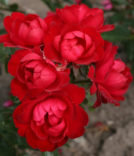 Rosa 'Milano Kordes' Rose' BT mit Blüte; Einsatz: ;;ab 8,10 Euro