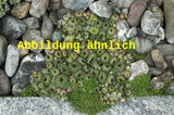 Genaues Foto für Sempervivum tectorum var. glaucum folgt; dieses ähnliche Bild dient der Illustration von Synonym